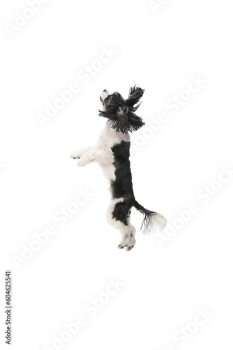 Young pretty little cute dog, purebred Cavapoo puppy with white-black fur jumping against white studio background.