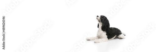 Cute pretty little dog, purebred with white-black fur Shi-tzu puppy lying against white background. Pet looks funny and healthy.