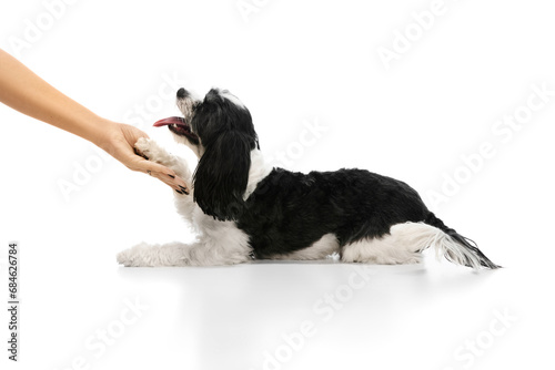 Purebred dog, Black and white Shi-tzu puppy clearly follows owner's commands, give paw against white studio background.