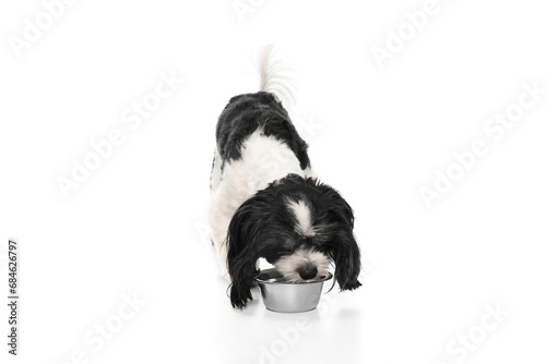 Portrait with cute Si-Tzu with black-white fur standing near dog's bowl and yummys isolated over white background. Canine food photo