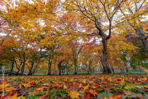 北海道 日本 福原山荘 十勝 紅葉 秋 カラフル もみじ 日本庭園