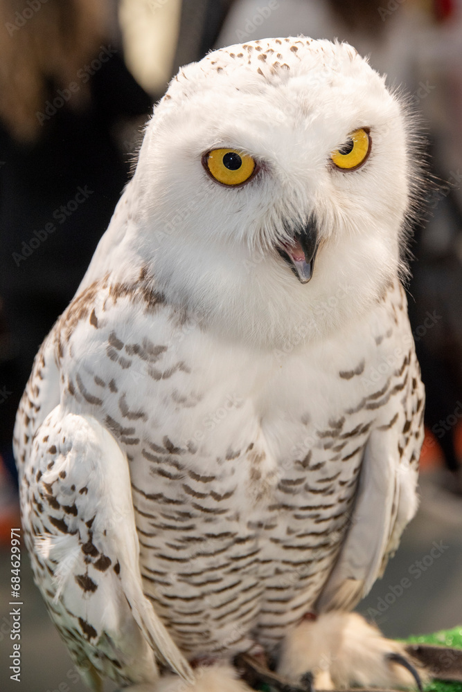 Snowy Owl (Bubo scandiacus) close up Tawny Owl (Strix aluco) on display