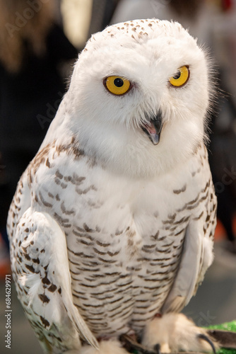Snowy Owl (Bubo scandiacus) close up Tawny Owl (Strix aluco) on display © gerardo