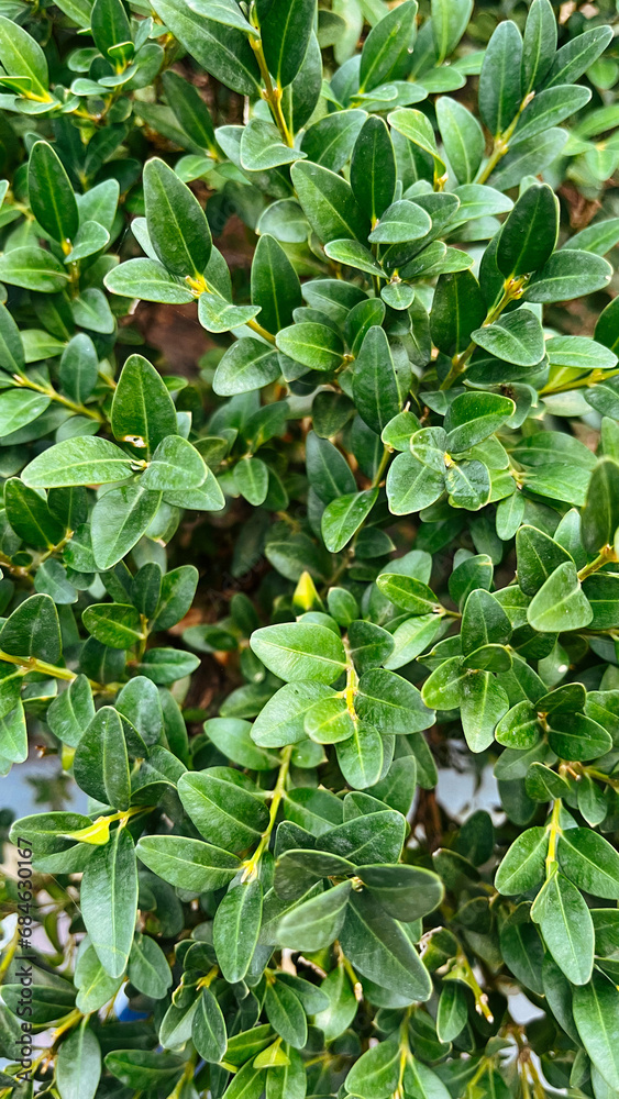 Washington Square Park, New York City New York, USA
