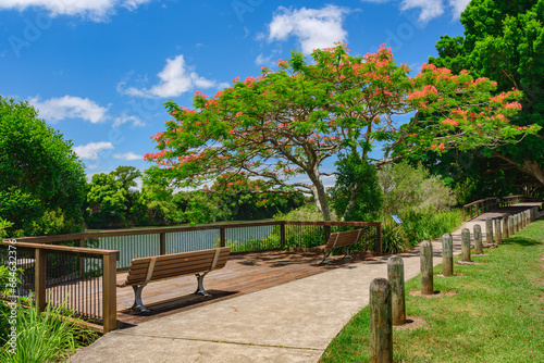 A riverside promenade with benches and a viewing terrace among the Royal Poinciana Trees. photo