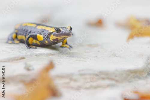 Vivid Wanderer: Fire Salamander on a Misty Stone Path