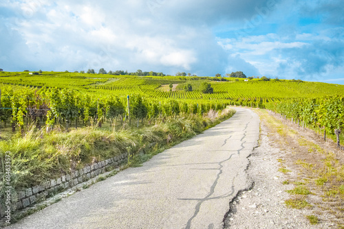 Rural Escape: Country Road Meandering Through Vineyards