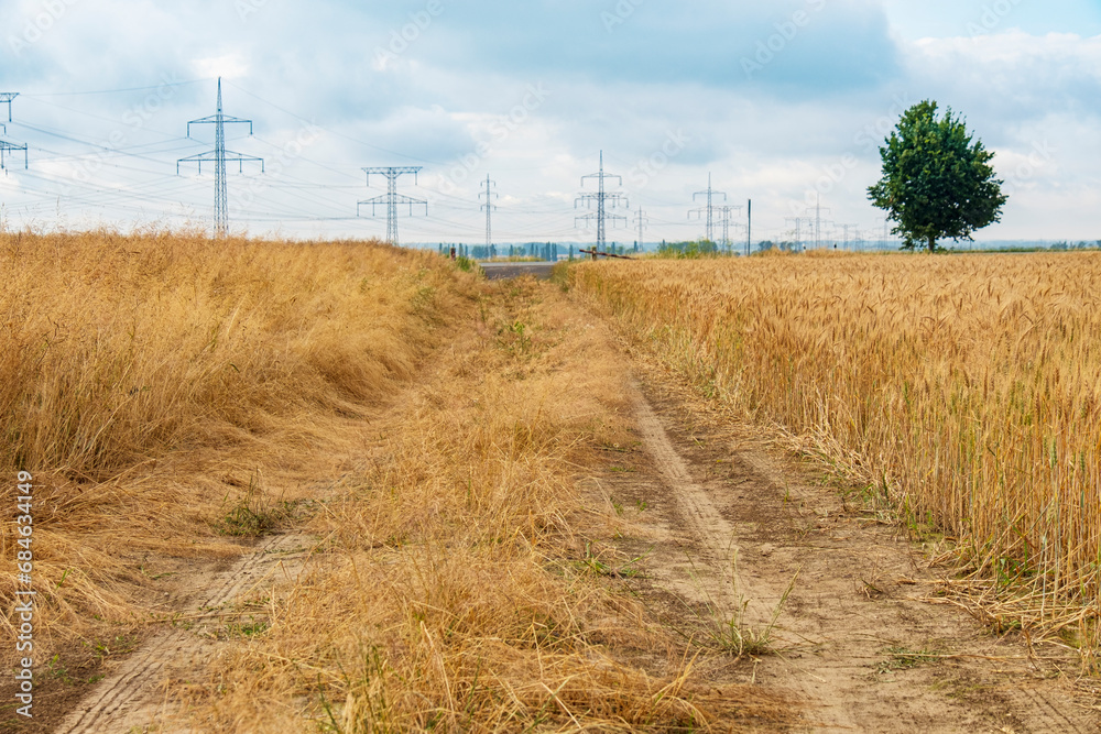 Fototapeta premium Picturesque wheat field with dirt road