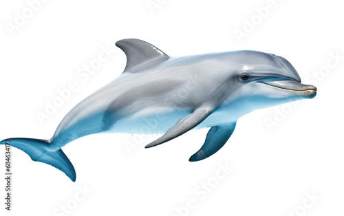 Oceanic Dolphins Dynamic Marine Isolated on a Transparent Background PNG