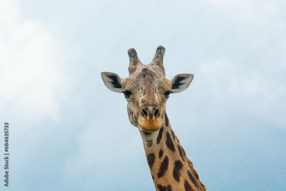 Obraz premium portrait of a giraffe