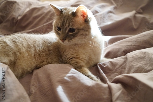 Front view of a cute beautiful Siamese breed cat on a classic brown blanket