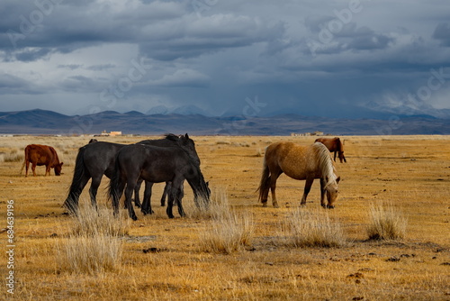 Russia. South of Western Siberia  Mountain Altai. A small herd of horses grazing peacefully in the steppe against the background of a cloudy dark sky at sunset.