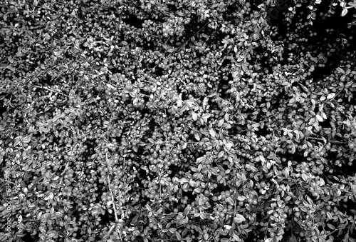 Berries on bush black and white pattern.