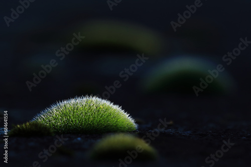 Water drops on the moss in early morning