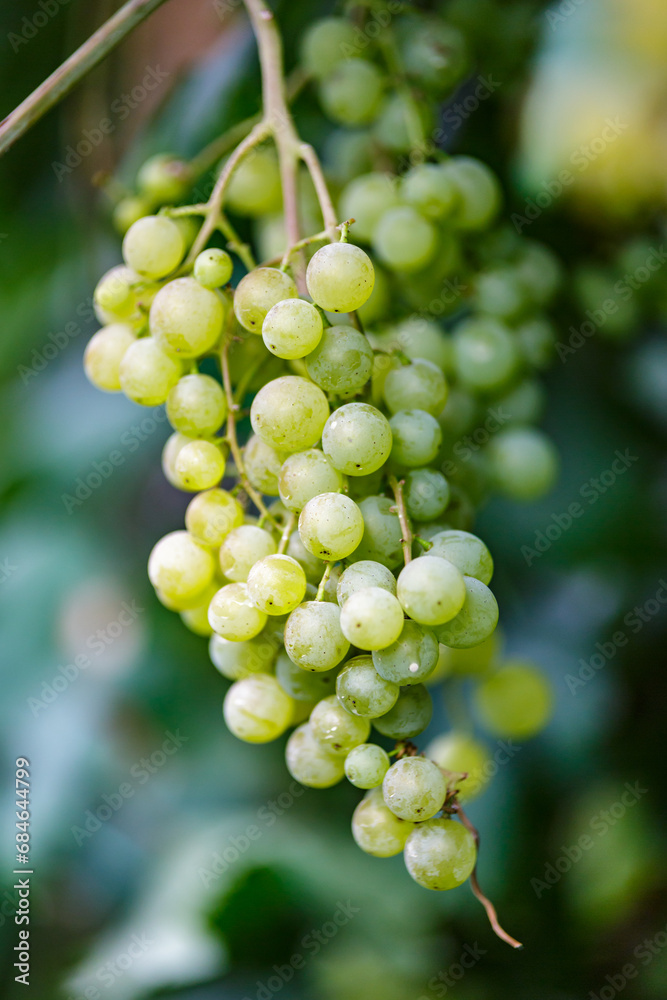 White wine grapes in vineyard on day time.Ripe green grape in vineyard.Green grape on the vine in garden.