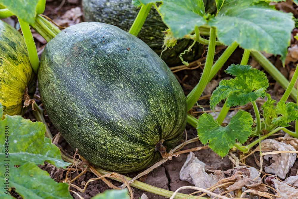 Obraz premium pumpkin yellow green close up.Growing pumpkins in the garden in the garden.A view of a field. Orange pumpkins growing in the garden. Autumn october.