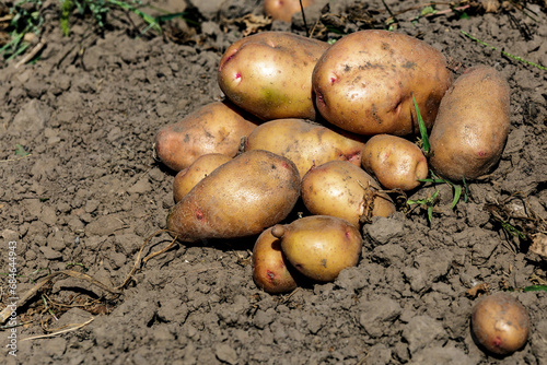 Pile of ripe potatoes on ground in field.Fresh Potato in the busket.Agriculture concept photo.