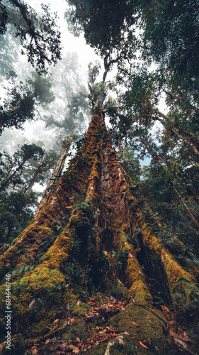 Majestic oak tree towering in Costa Rican forest.
