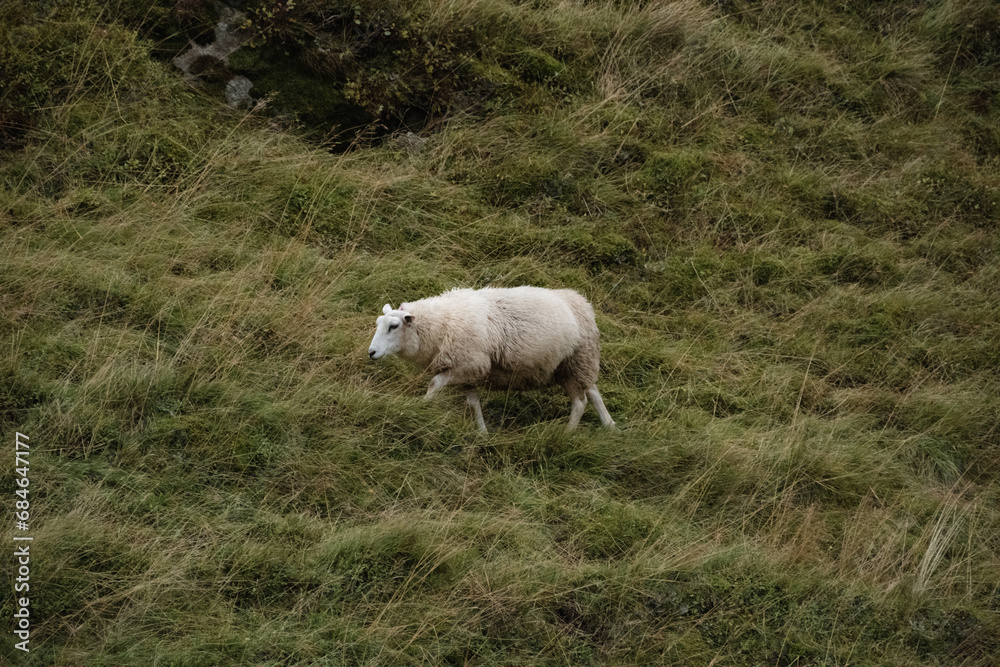 Norweigan Sheep Grazing in the Arctic circle of Norway.  White wooled sheep eating grass.