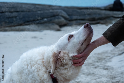 A person s hand petting a white dog under the chin.