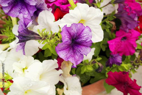 Background with colorful petunia flowers