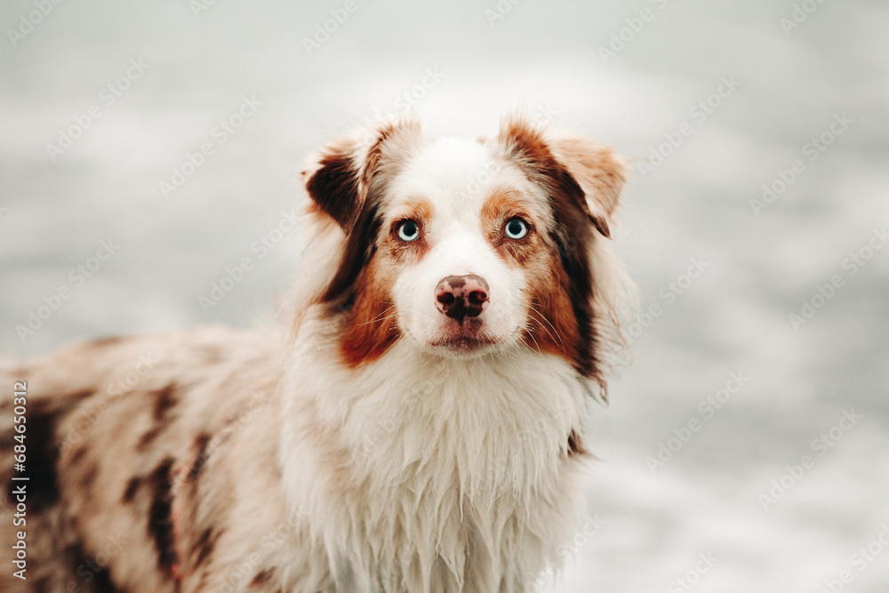 Red merle australian shepherd dog with blue eyes portrait