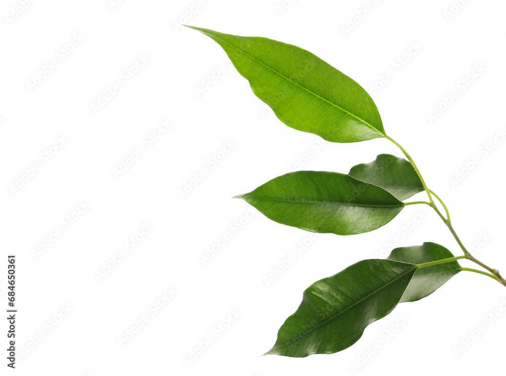 Fototapeta premium Ficus Benjamina green leaves, weeping fig twig isolated on white, clipping path 