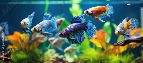Colorful Guppies swimming in a fish tank in Chile s ornamental fish farm copy space image