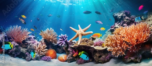 Fototapeta Naklejka Na Ścianę i Meble -  Colorful tropical fish and starfish in a coral garden copy space image