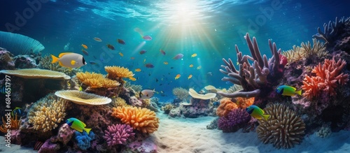 Colorful tropical fish and starfish in a coral garden copy space image photo