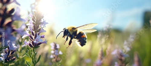 Bumblebee gathering nectar from violet flowers in a UK meadow Vibrant nature scene with room for text Insect flying with blurred wings copy space image