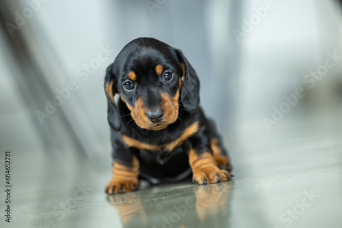 A very small young black dachshund puppy © Algimantas