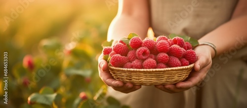A woman farmer handpicks and collects ripe raspberries placing them in a clay plate copy space image