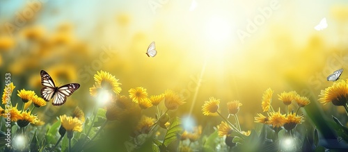 Butterflies gracefully floating on yellow flowers amidst green nature open sky and shining sun copy space image © vxnaghiyev