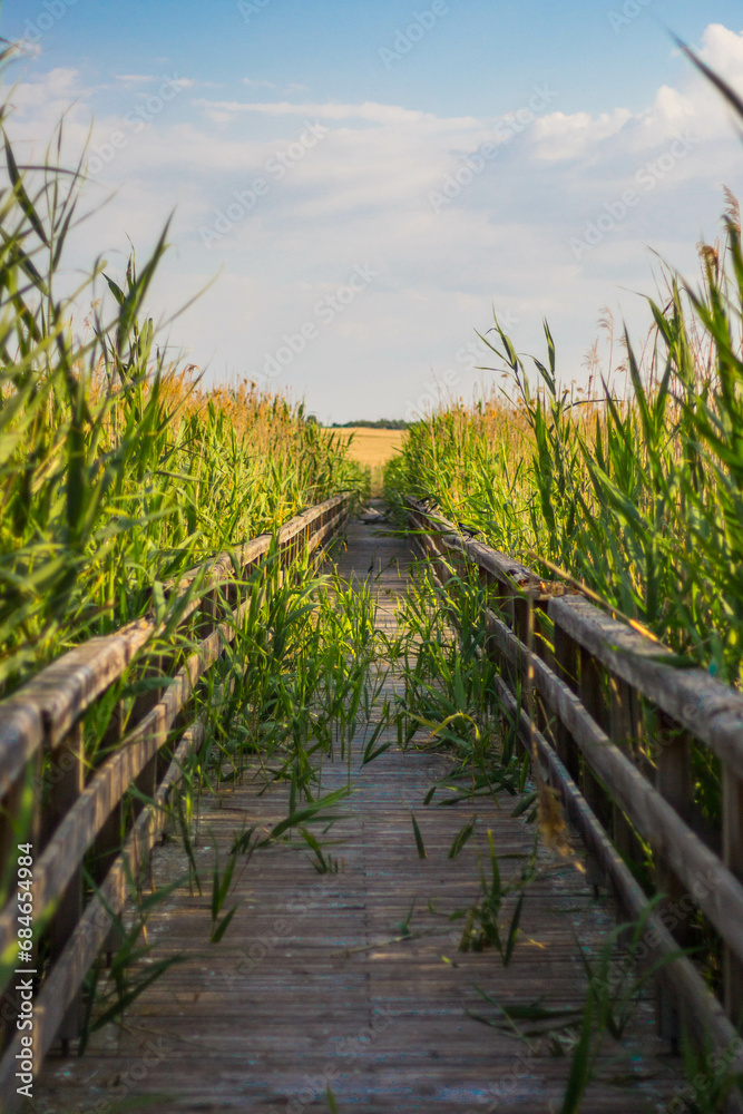 wooden bridge