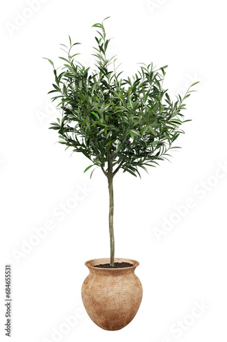 Photography Olive tree in pot or Young olive tree in terracotta pot isolated