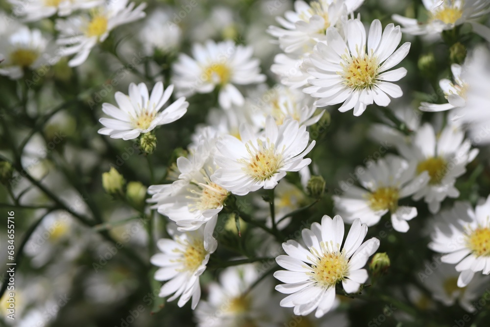 select focus beautiful white flowers , nature background select focus beautiful white flowers , nature background