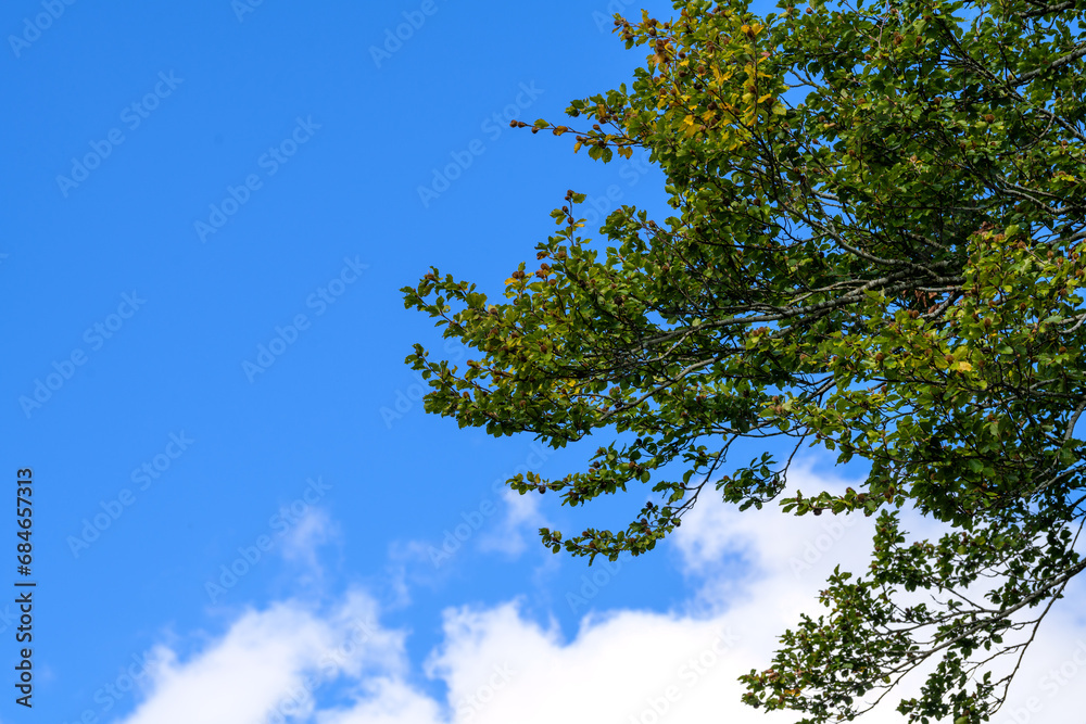 Autumnal Beech Tree: Beechnuts, Leaves, and Blue Sky Create a Captivating Scene Autumnal Beech Tree: Beechnuts, Leaves, and Blue Sky Create a Captivating Scene