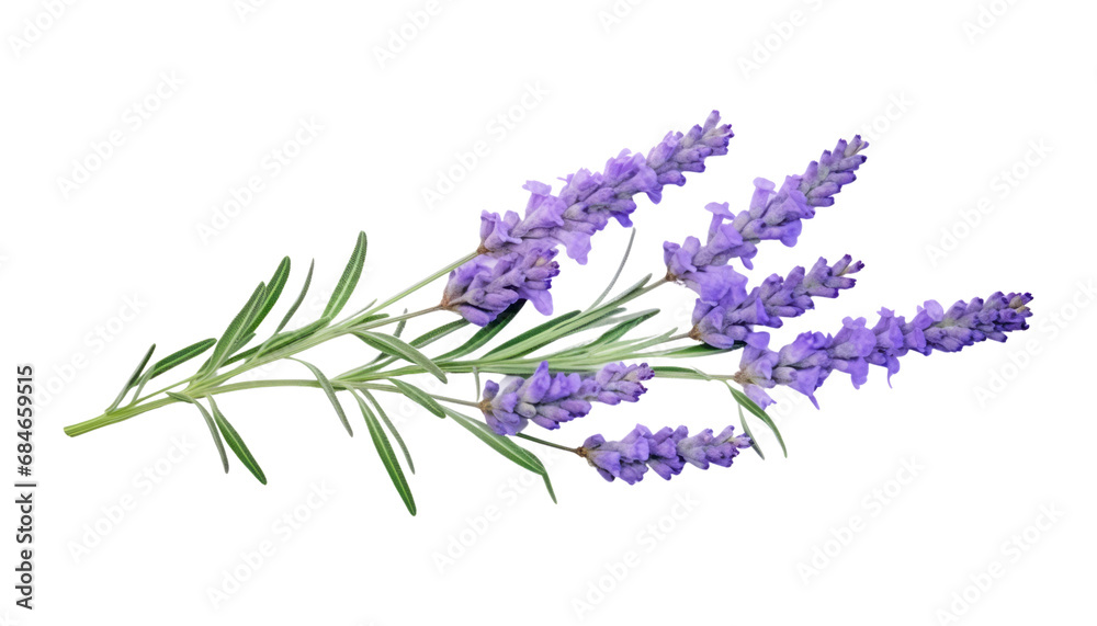 Fototapeta premium lavender flowers isolated on transparent background cutout