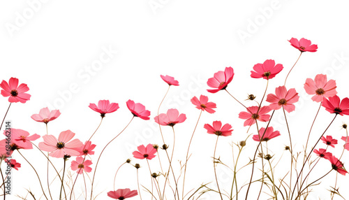 background with red flowers isolated on transparent background cutout photo