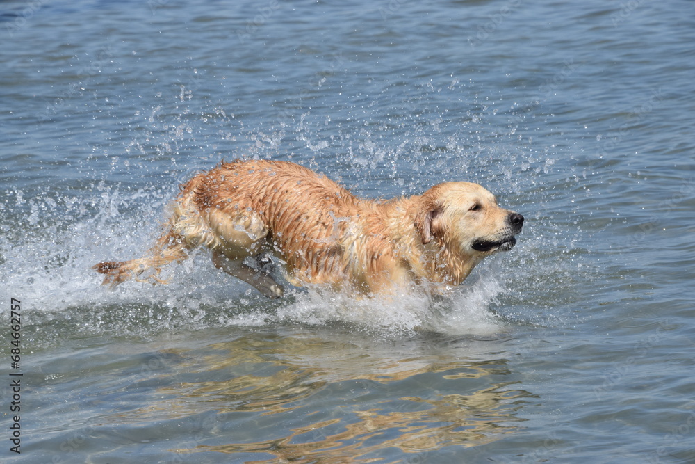 Golden Retriever having a lot of fun jumping into the ocean for a swim Golden Retriever having a lot of fun jumping into the ocean for a swim