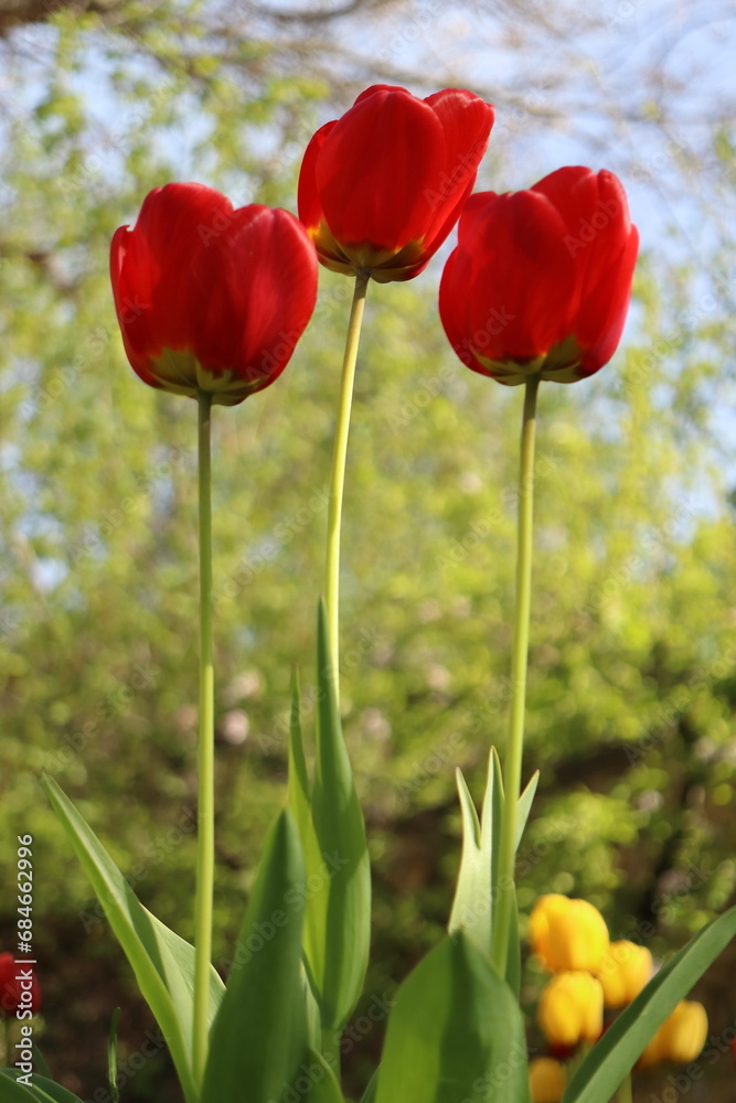 Obraz premium Tulipa, three red tulips in the garden, spring photo