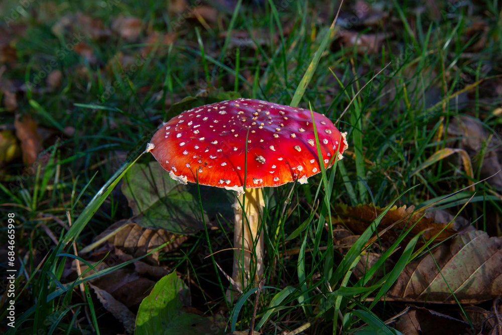 Red toadstool growing in the grass Red toadstool growing in the grass
