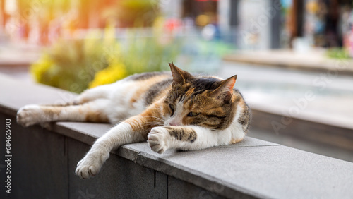 Turkish cat lay down street basking in the sun.