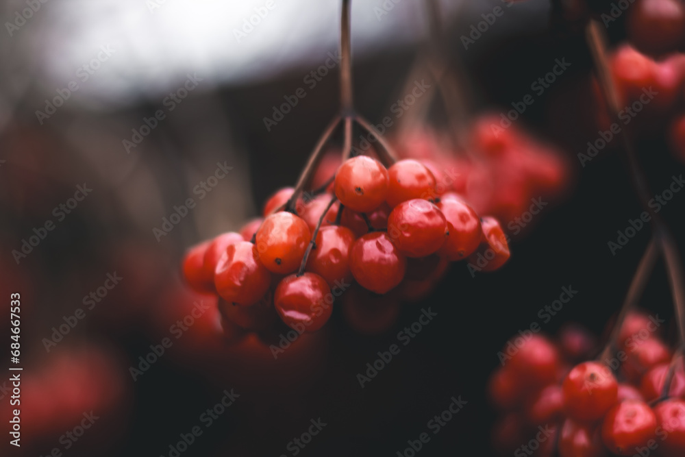 Bunches of red viburnum in late autumn. - obrazy, fototapety, plakaty 