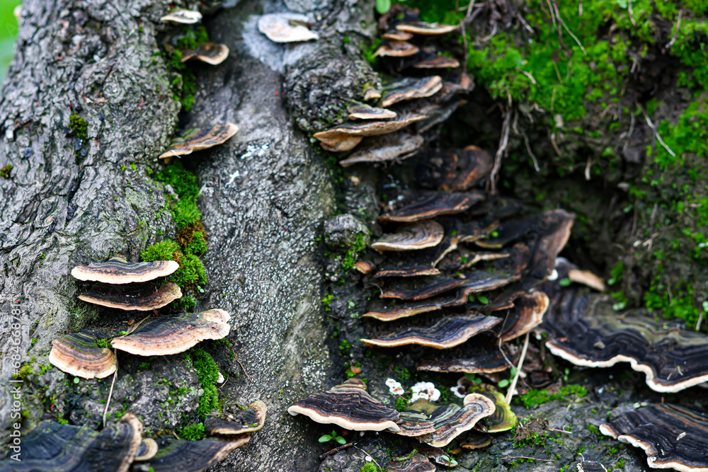 Mushrooms on the trunk of a tree. Selective focus.