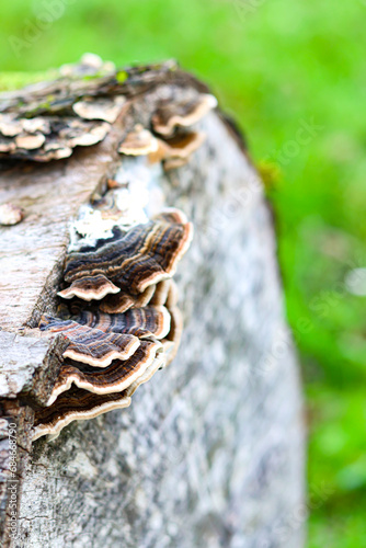 Mushrooms on the trunk of a tree. Selective focus.