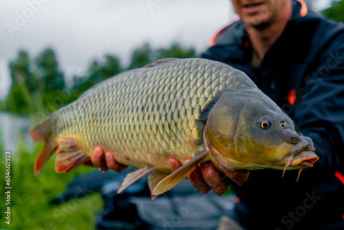 close-up of a professional fisherman holding a carp on the bank of a river fishing in reservoirs a good catch