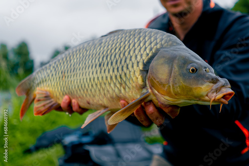 Fototapeta Naklejka Na Ścianę i Meble -  close-up of a professional fisherman holding a carp on the bank of a river fishing in reservoirs a good catch