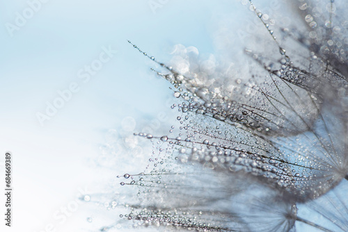 Dmuchawiec w kroplach wody w niebiskich zimowych odcieniach  © Elżbieta Kaps